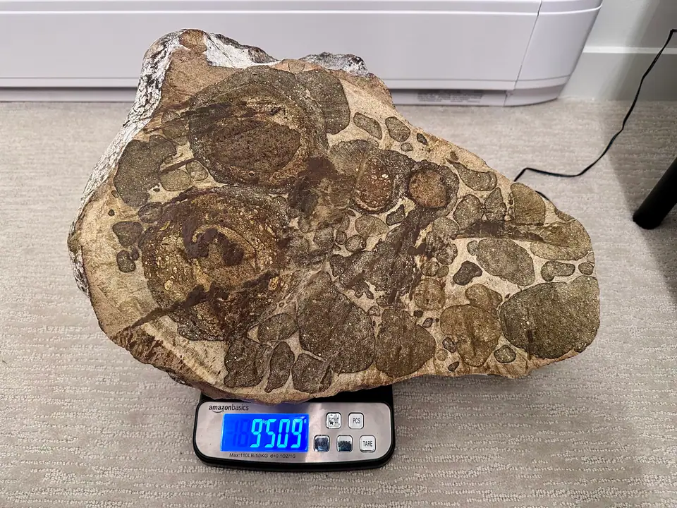 Aged ambergris slab on a scale reading 9509 g