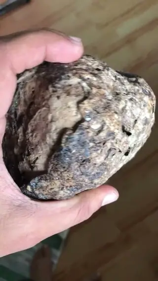 The ambergris piece with squid beaks held in the palm, its darker side up