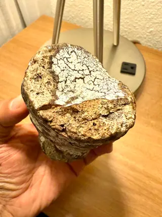 The other side of the ambergris piece, its white crackled crust over a porous brown break