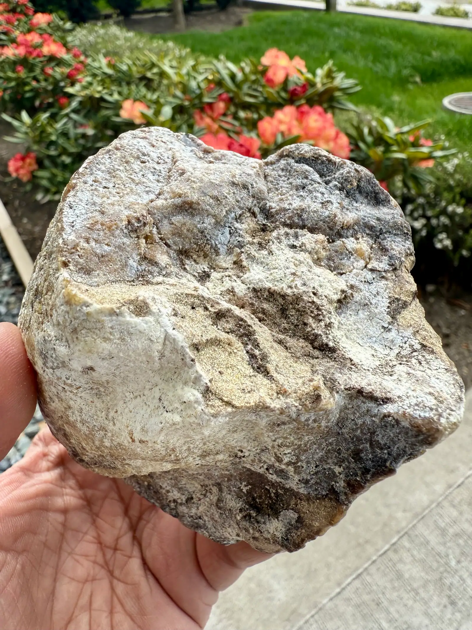 An angular grey-white ambergris piece held up in front of coral-red flowers