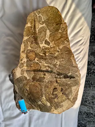 The cut face of the 9.51 kg ambergris slab on a bed, round inclusions across it, a blue lighter for scale