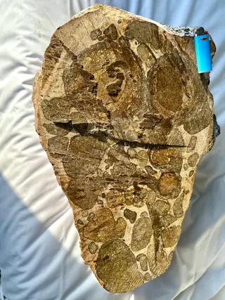 The cut face of the 9.51 kg ambergris slab from another angle, with a lighter