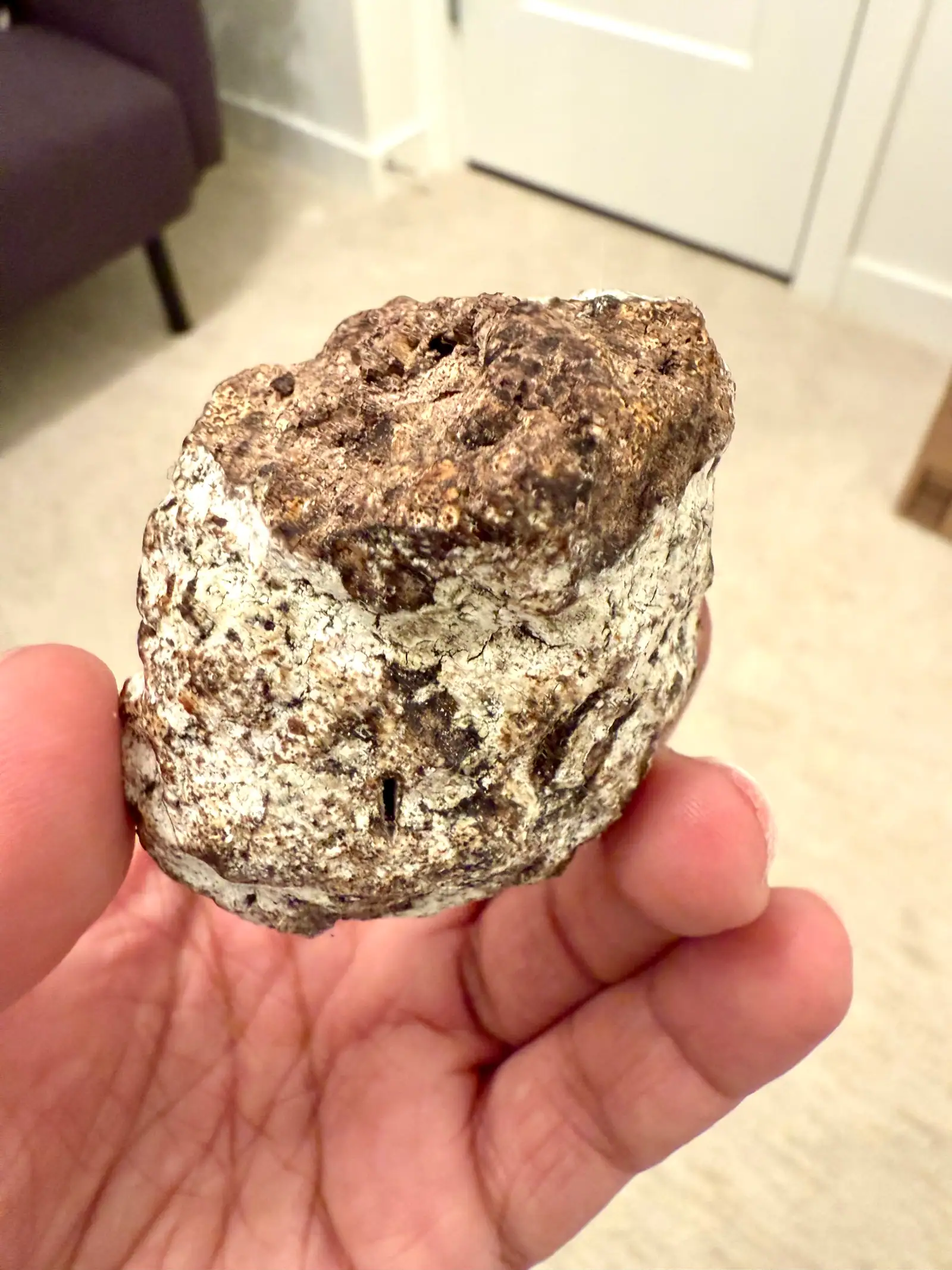 A chunky ambergris piece with a porous dark brown top and white crusted sides, held in hand