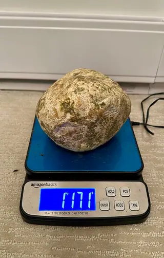The other side of the cream ambergris piece on a blue digital scale