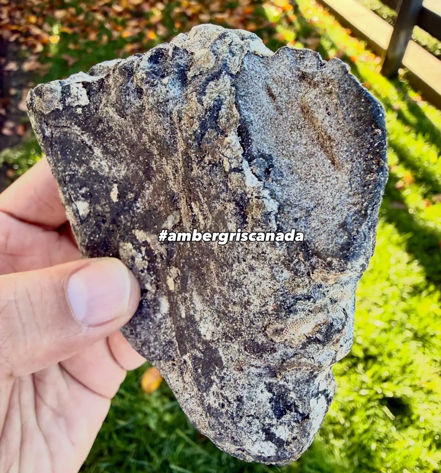 A flat dark blue-grey ambergris slab with pale streaks, held up in sunlight