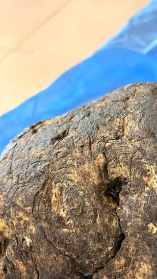 Close-up of a concentric swirl pattern on the dark brown ambergris piece