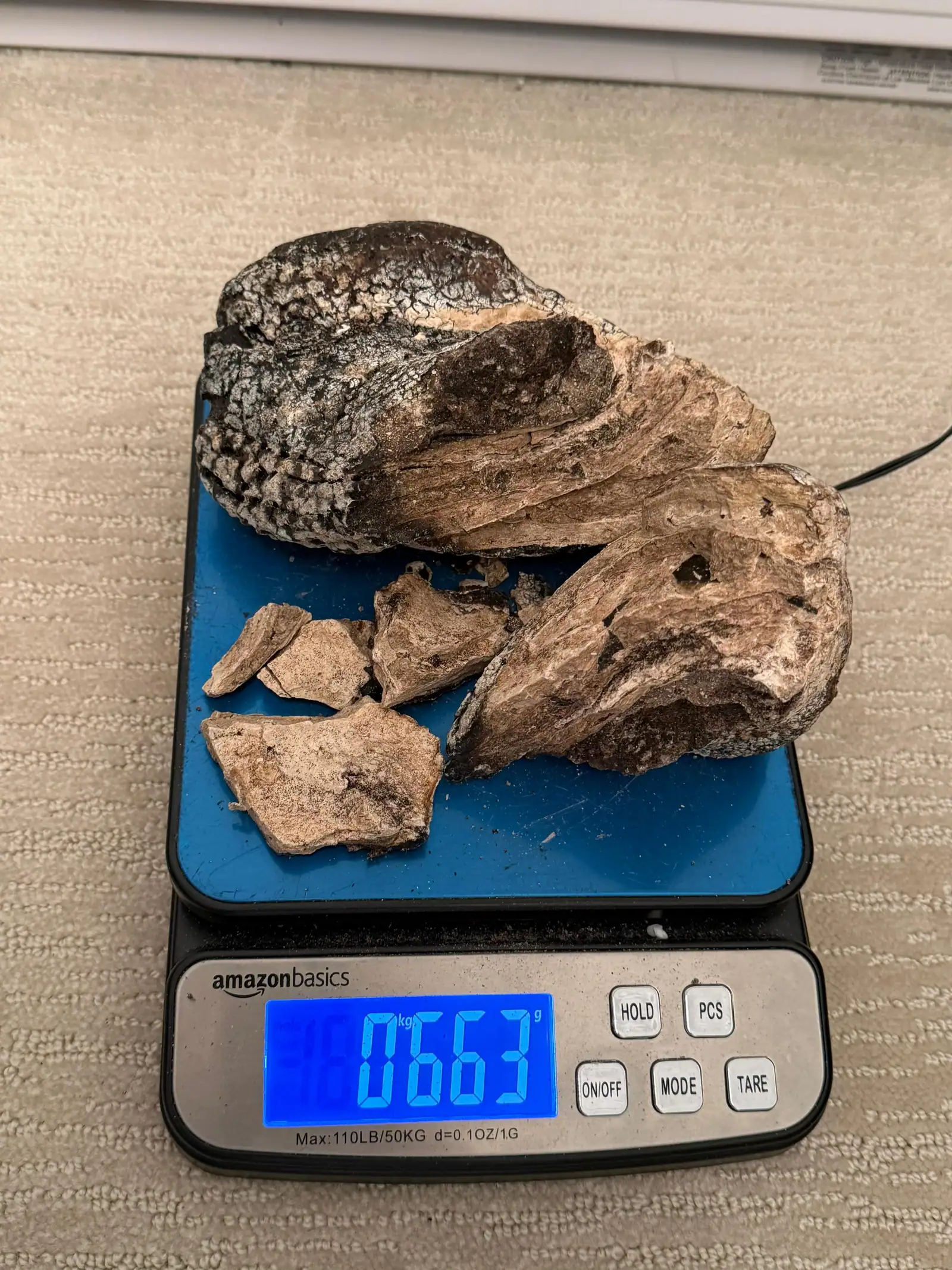A broken dark-skinned ambergris piece and its fragments on a scale reading 0.663