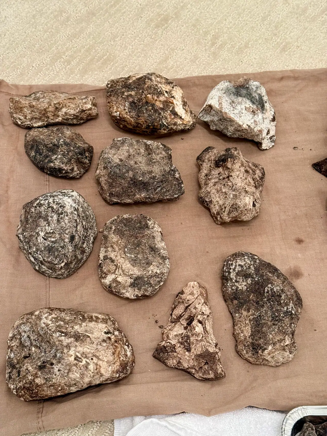 Eleven ambergris pieces from dark brown to white, laid out on a tan cloth