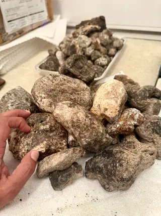 A hand sorting a mixed pile of dark and pale ambergris chunks on a counter