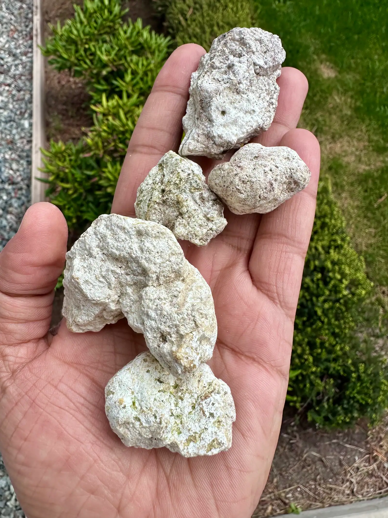 Five small pieces of white ambergris in an open palm