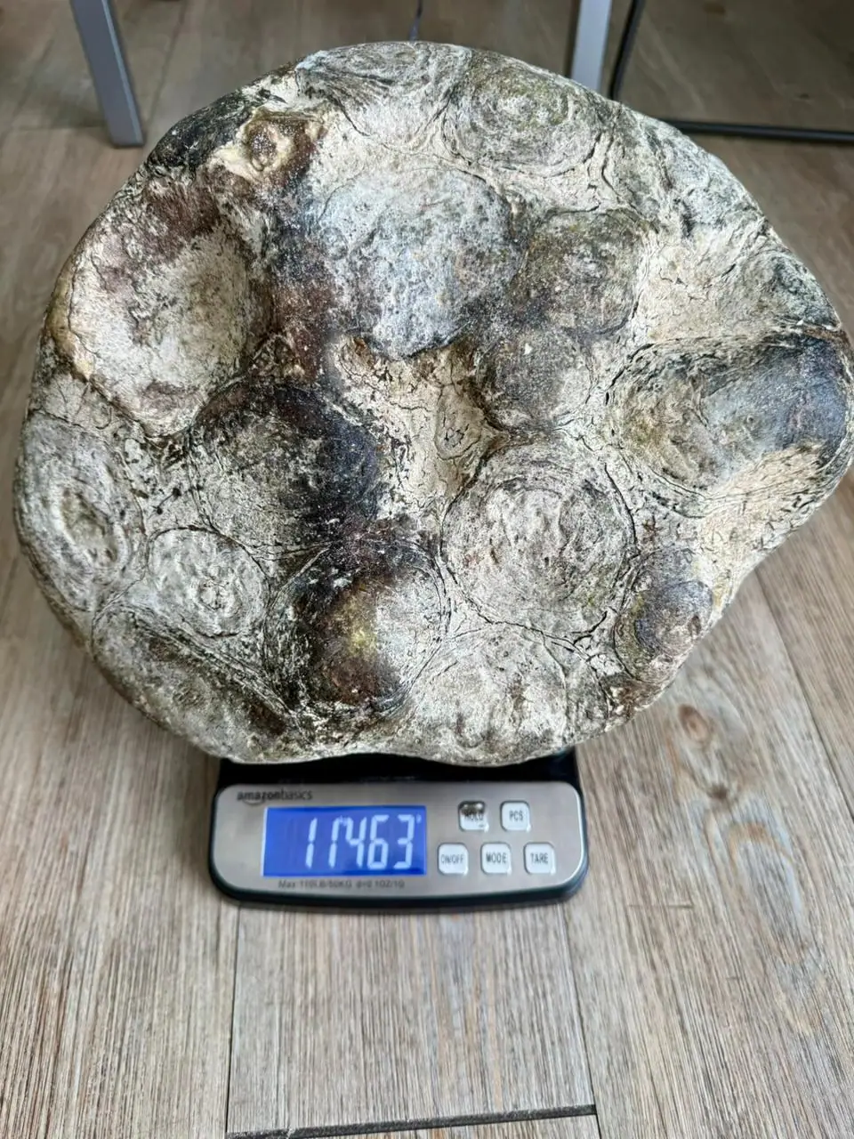 Grey ambergris with concentric rings on a scale reading 11.463 kg