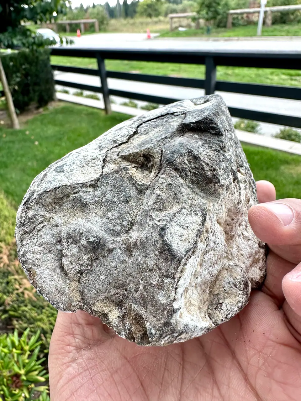 A grey-white ambergris piece held in hand