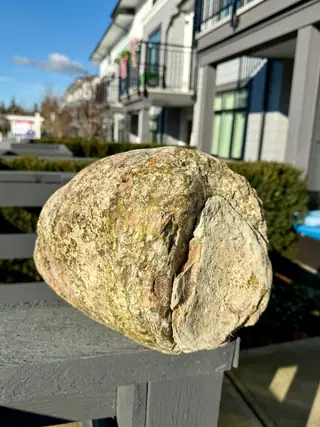 The very large green-mottled ambergris piece with a split flap, on a deck rail under blue sky