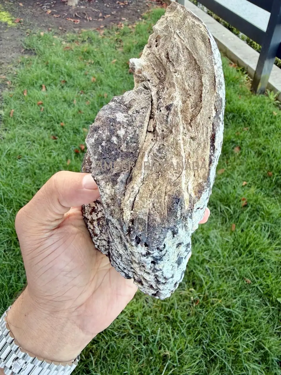 A palm-length grey and tan ambergris piece with thin curving layers, held upright over grass