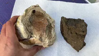 The light ambergris piece in hand beside a dark brown piece on a paper towel
