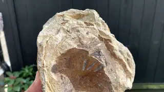Close-up of the brown inner face of the light ambergris piece, with fine scratch lines