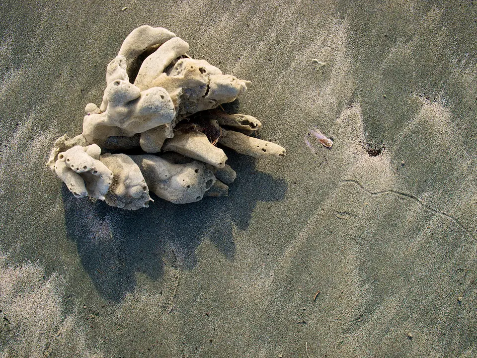 A pale, dried sea sponge washed up on a sandy beach