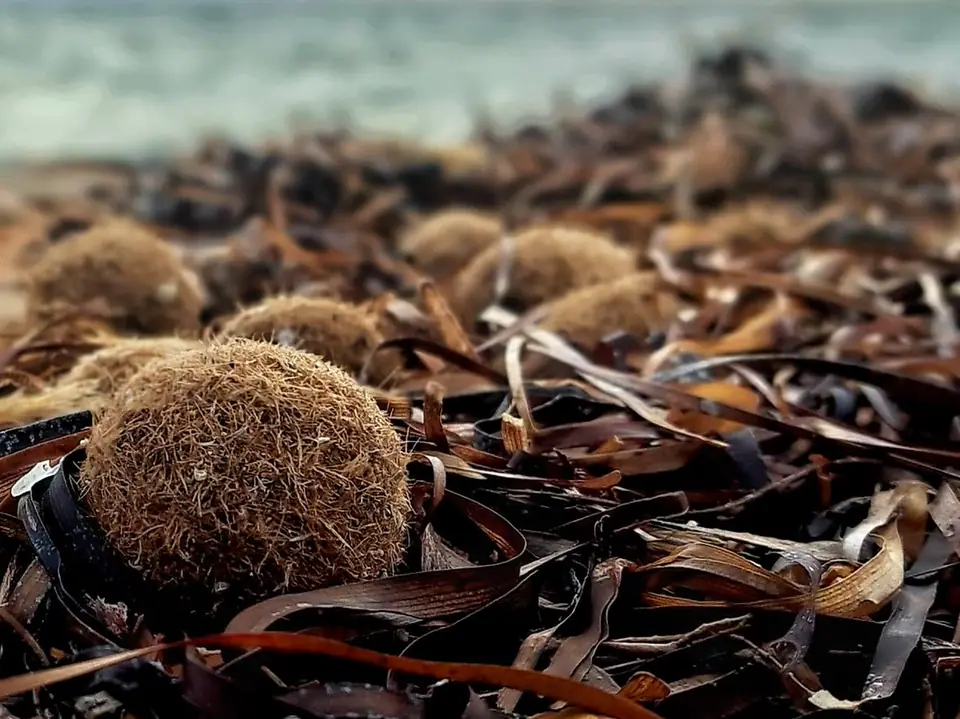 Round brown seaweed balls, made of packed seagrass fibres, washed up among dried kelp on a beach