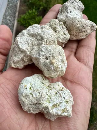 A closer view of the five small chalk-white ambergris pieces in an open palm