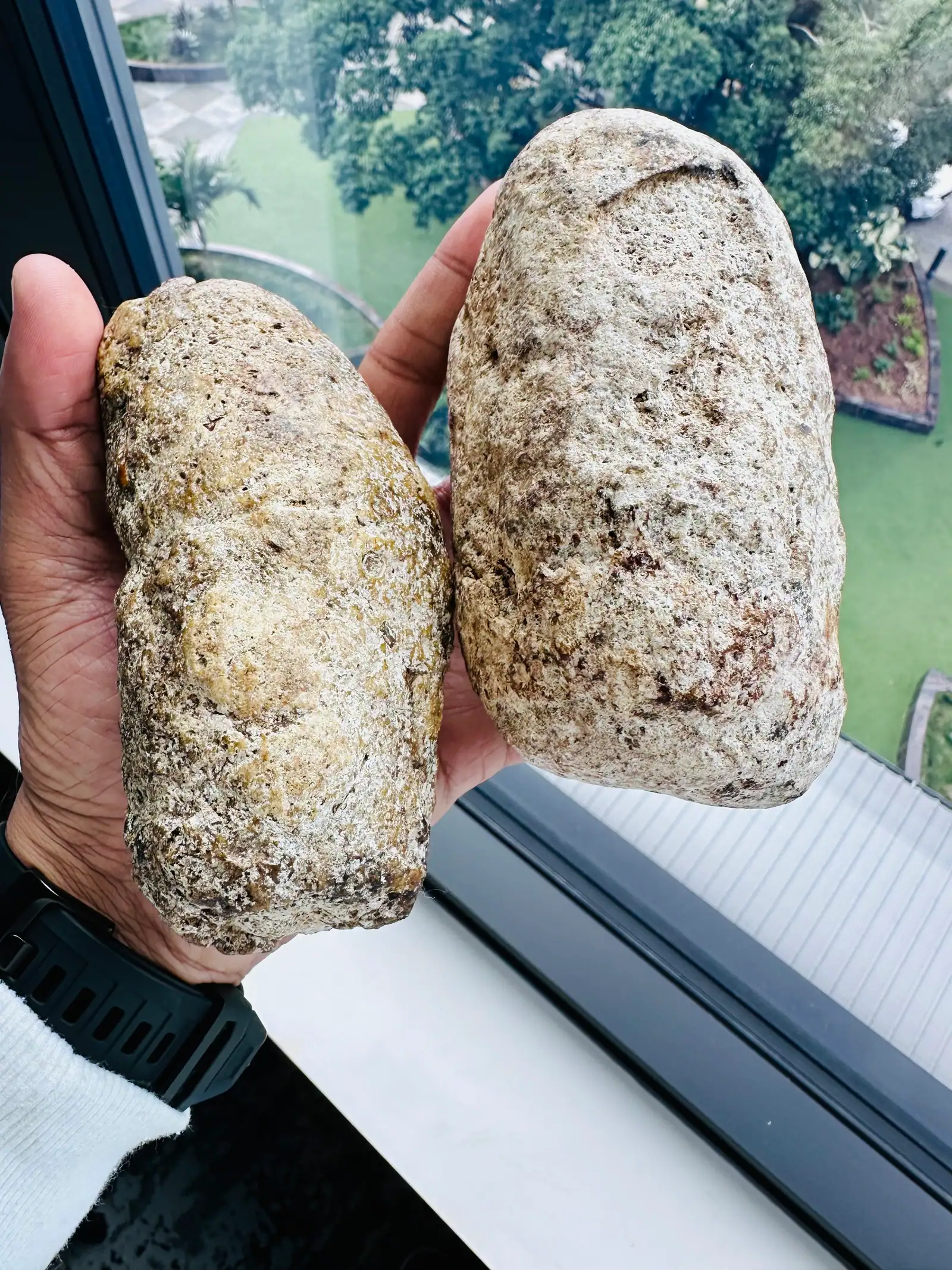Two elongated pale ambergris pieces held in one hand at a high-rise window