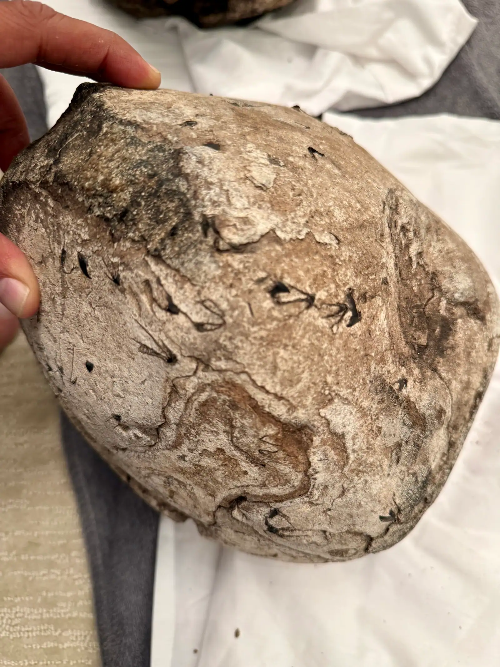 Close-up of a pale grey ambergris piece with dark swirl lines, held in hand