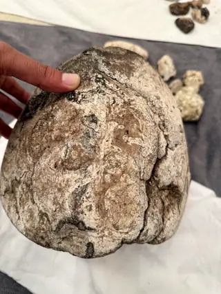 The egg-shaped 4.68 kg swirled ambergris piece in hand over a white cloth, small pieces behind