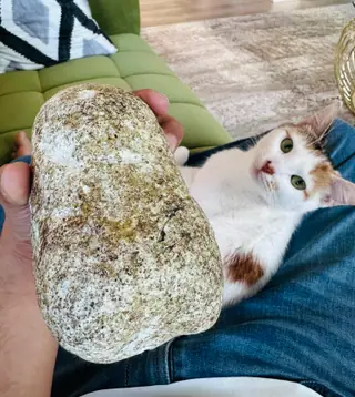 The elongated pale speckled ambergris piece held in hand while a cat looks on