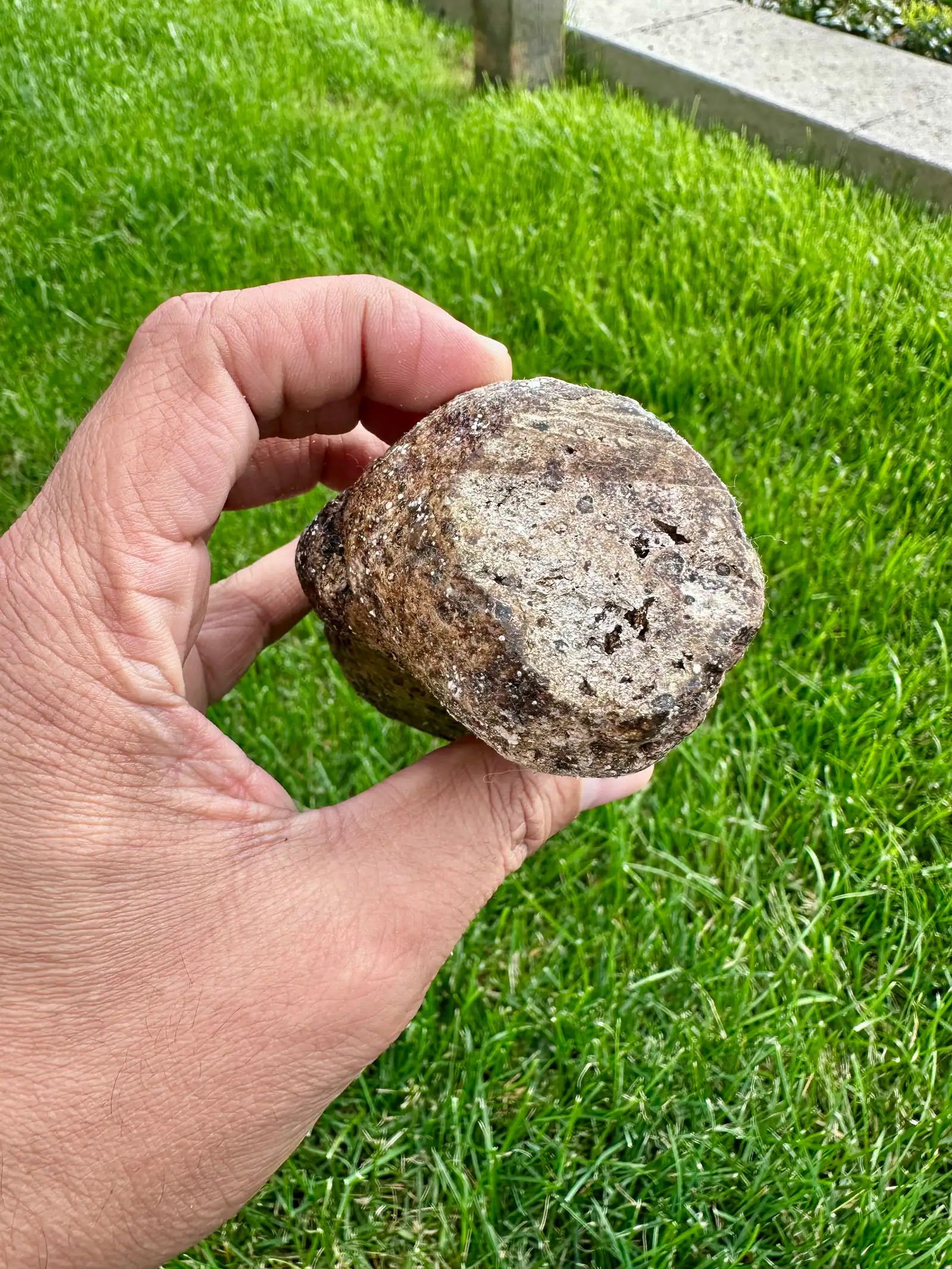 A small round grey-brown ambergris piece held between fingers over a lawn