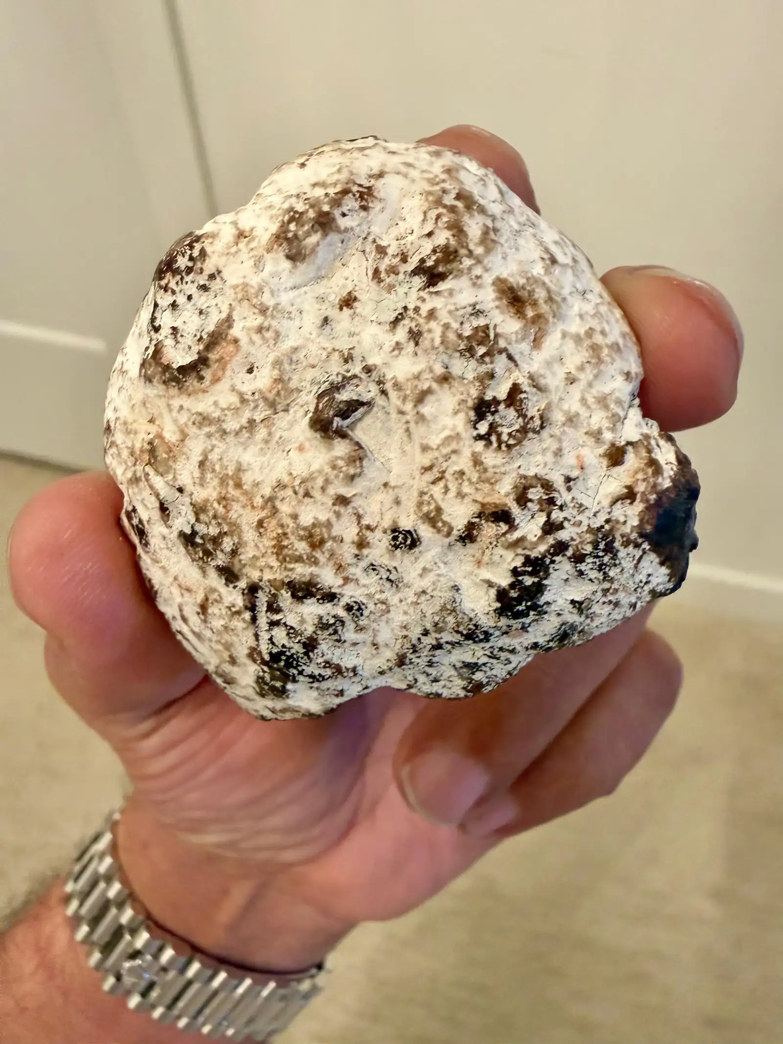 A small white ambergris piece with brown speckles, in hand
