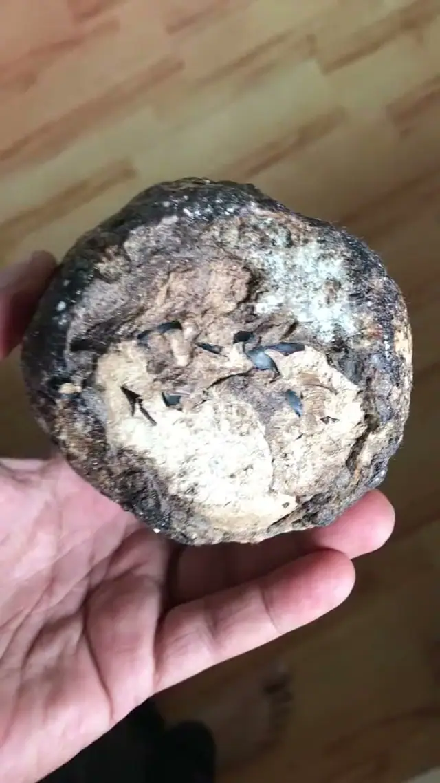 A broken piece of ambergris in hand with dark squid beaks embedded in its pale interior
