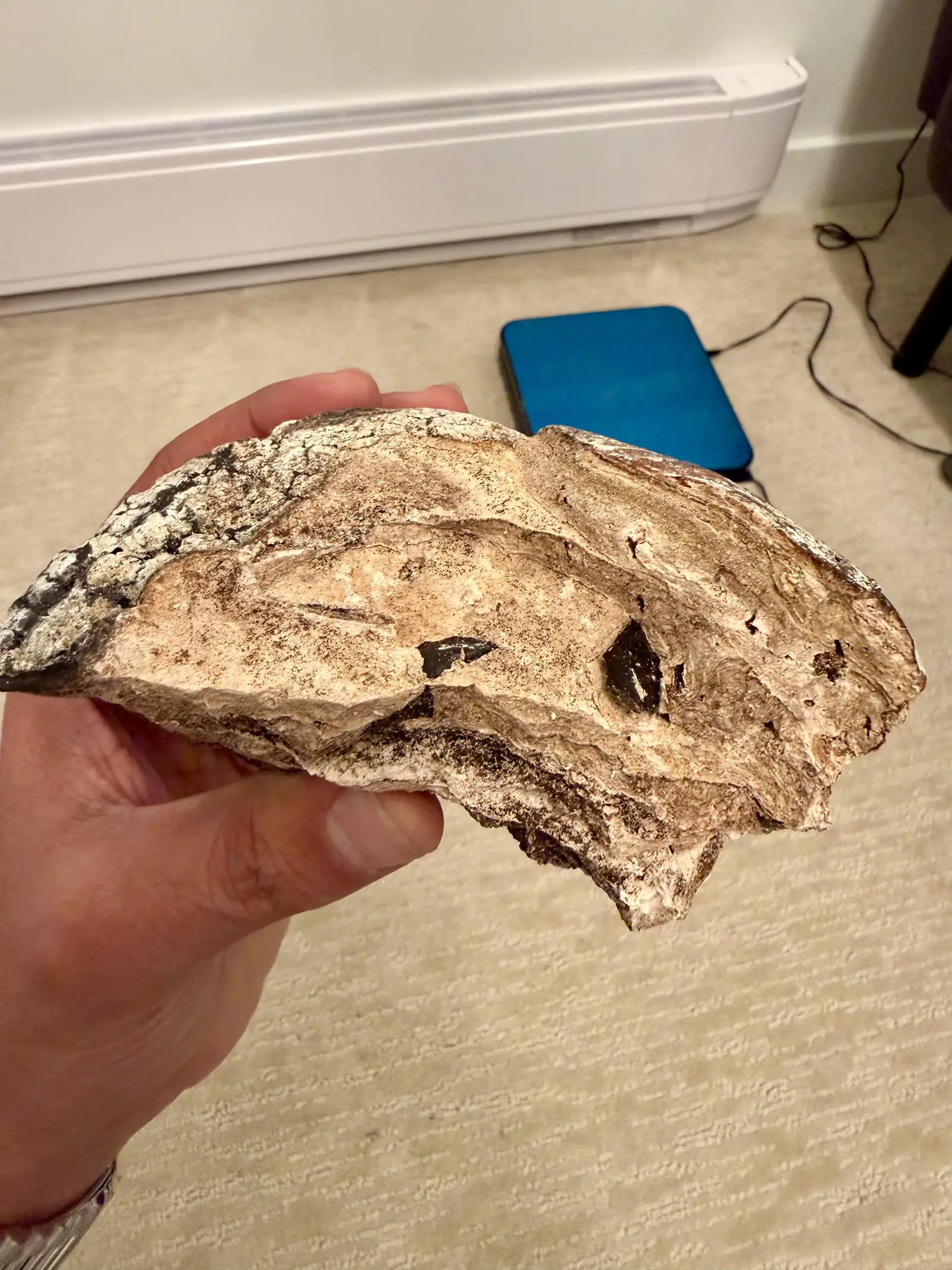 A broken piece of ambergris in hand, showing its layered tan inside