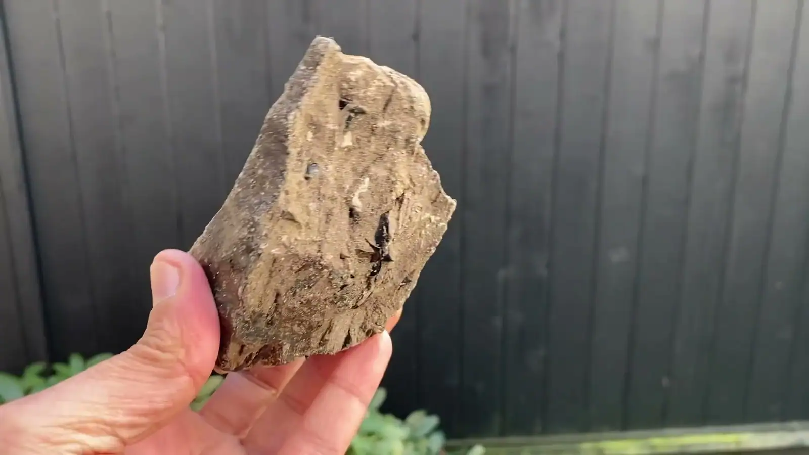 An angular tan and brown ambergris chunk with dark flecks, held up against a dark fence
