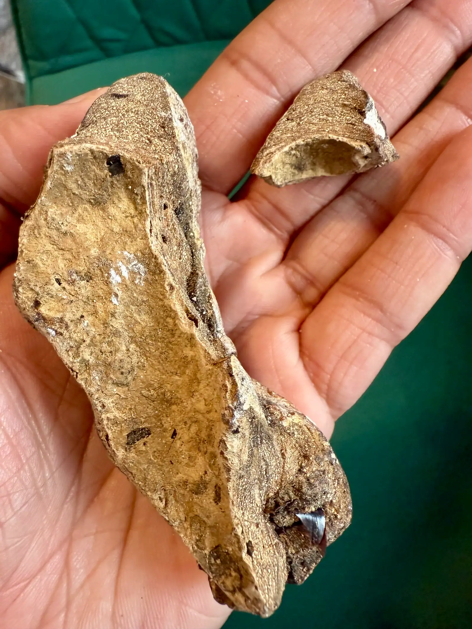 Two thin, curved tan ambergris fragments resting in an open palm