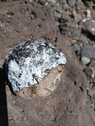 The broken side of the grey-white ambergris piece on volcanic rock, white and black crust over a brown inside