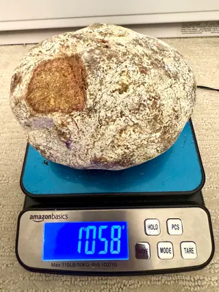 The large white ambergris piece on a blue digital scale, its orange patch facing the camera