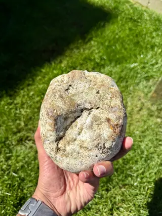 The split side of the large white ambergris piece, showing a grey seam, held over grass
