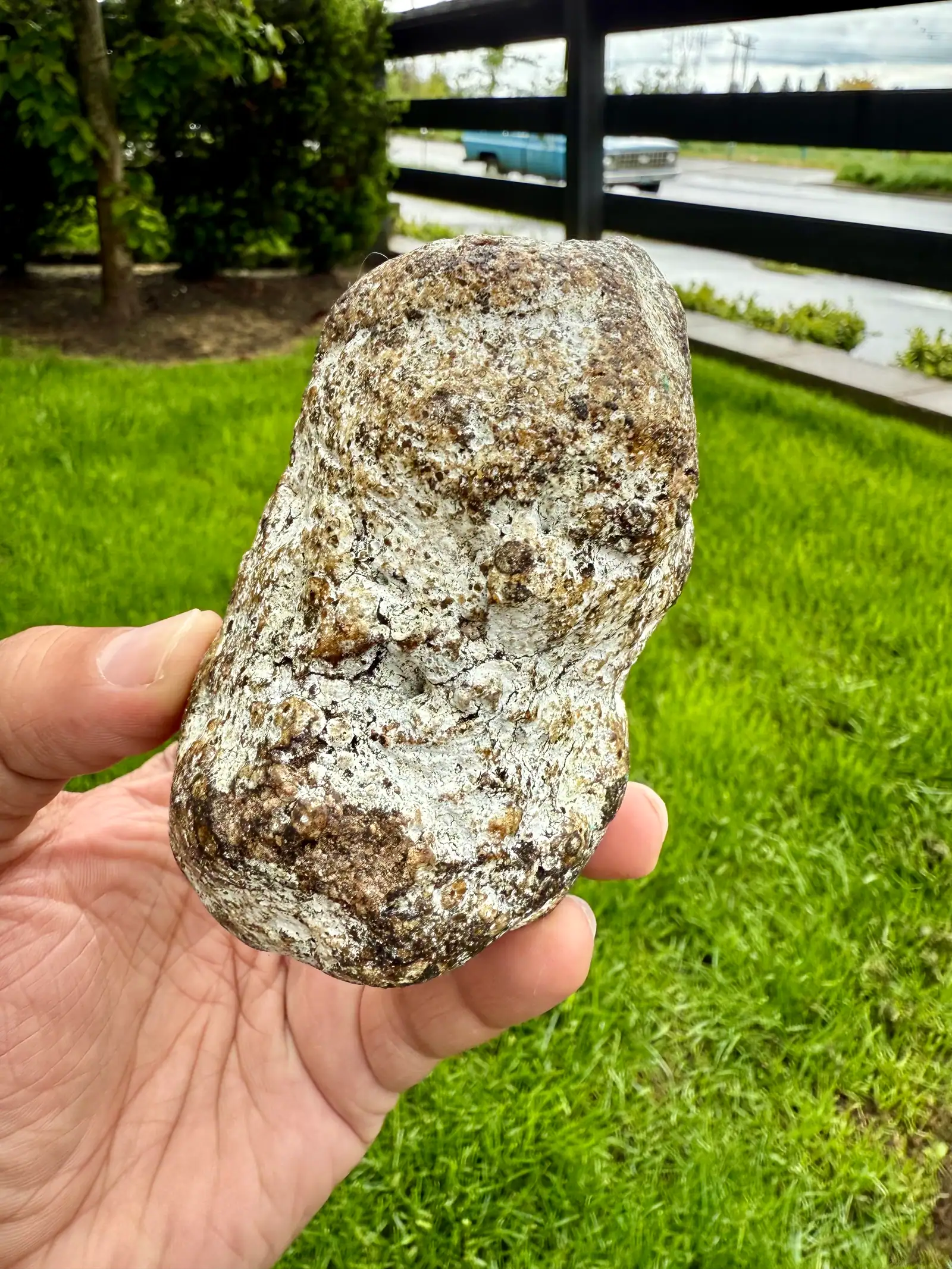 An elongated ambergris piece with a crackled white crust flecked with brown, held in hand over grass