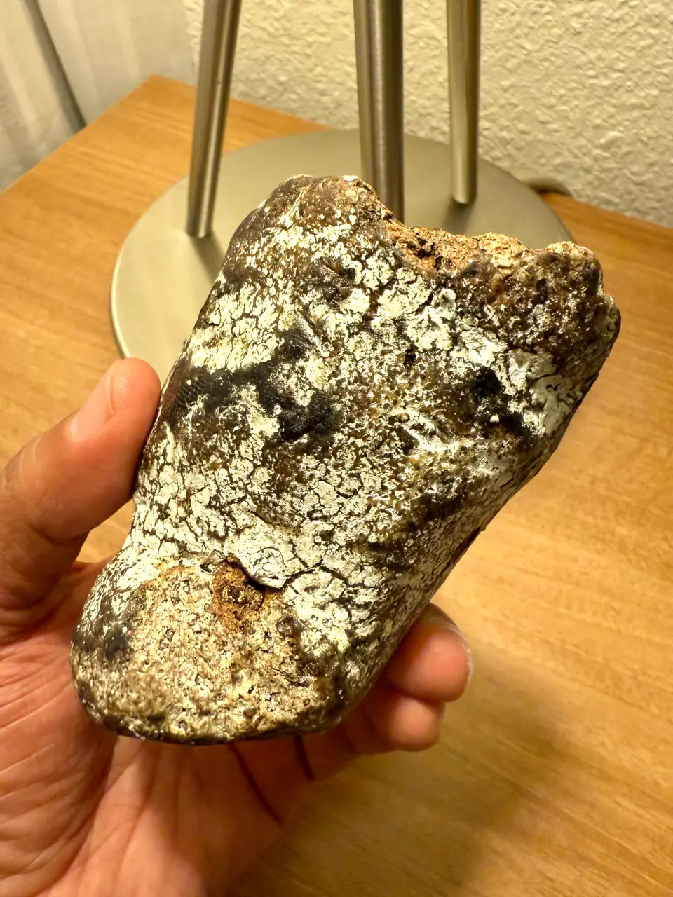 A piece of ambergris with a white crackled crust over a darker core, held in hand