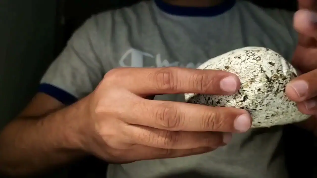 A rounded white mottled ambergris piece with olive patches, turned in two hands