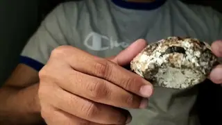 A white ambergris piece with dark brown patches turned in two hands, from the understanding ambergris video