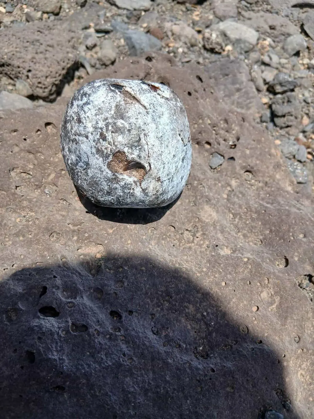 White Ambergris Specimen on Coastal Rock